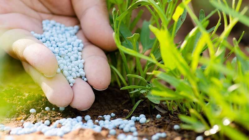Bruselas endurece los límites de nitratos en vegetales de hoja para Cuarta Gama