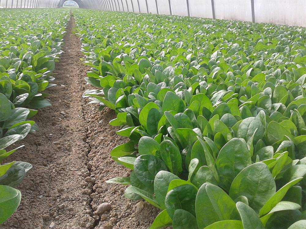 La cuarta gama de frutas y hortalizas superó las 125.000 toneladas en España en 2025 y prevé repetir crecimiento en 2026